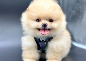 Gülen yüz pomeranian Boo